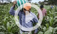 Farmers working in a maize field framed with avocado plants in the village of San Lorenzo