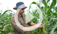 Image of Central American worker checking corn in cornfield.