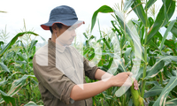 Image of Central American worker checking corn in cornfield.